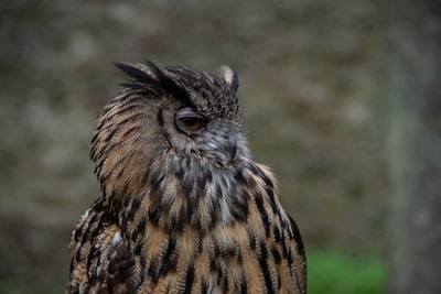 Close shot photography in brown and black owl
